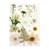 Magideal - Flores Prensadas Secas Reales Flores Secas Naturales Hojas Flores Secas Flores Mixtas Para Bricolaje Resina Uñas Joyería Colgante Artesanía Blanco
