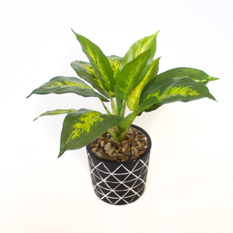 Expert Gardener - Planta Decorativa Bonsai