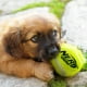 thumbnail image 2 of Set de regalo de juguete para perros Nerf Dog con 12 pelotas de tenis Squeak de 2.5 pulgadas, 2 of 3
