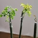 thumbnail image 4 of Cinta de injerto Liaogo, película de injerto para plantas, 3 cm x 150 m, 2 unidades, 4 of 9