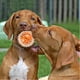 thumbnail image 3 of Pelota Erizo Para Perros Juguete Con Sonido Textura Mascotas (Verde), 3 of 3