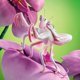 thumbnail image 4 of Marioneta de mano Folkmanis Orchid Mantis para niños, 18 cm, 4 of 5