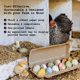 thumbnail image 3 of Egg Carton Hatortempt Bulk, paquete de 24 cestas reutilizables de 12 unidades, 3 of 9
