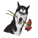 thumbnail image 5 of Pegatinas decorativas divertidas para coche, calcomanías para decoración Exterior Husky Dog fuerte adherencia para camión, barco, , , estilo c, 5 of 5
