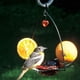 thumbnail image 5 of Comedero para Jilgueros Birds Choice con Copa de Gelatina de 90 ml Naranja para Colgar, 5 of 8
