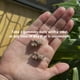 thumbnail image 2 of Suplemento TruHeight Growth Gomies con sabor a sandía para niños mayores de 5 años, 2 of 3