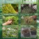 thumbnail image 4 of Cama de terrario Sphagnum Moss Riare de 0,5 kg para reptiles, 25 litros, 4 of 7