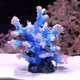 thumbnail image 2 of Coral para Acuario Besimple 14,5 × 13 × 16 cm – Decoración de Poliresina, 2 of 7