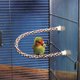 thumbnail image 2 of JW Pet Comfy Perch para Aves, Cuerda Flexible Multicolor, Mediano, 2 of 3