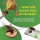 thumbnail image 4 of Grillos alimentadores Josh's Frogs 1" adultos bandeados (500 unidades), 4 of 6
