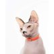 thumbnail image 5 of Collar para gato Nuvuq con cierre de seguridad, suave y ligero, naranja, 17,5-26 cm, 5 of 7