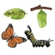 thumbnail image 3 of Juguetes De Ense?anza De Aprendizaje De Educación Infantil De Crecimiento De Mariposa De Naturaleza Realista, 3 of 3