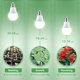 thumbnail image 2 of Ampolleta LED de cultivo Briignite A19 11 W 5000 K E26, 2 of 3