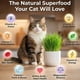thumbnail image 2 of Hierba para Gatos NatureZ Edge 8 oz Non-GMO Interior, 2 of 3