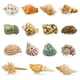thumbnail image 1 of Conchas para Cangrejo Ermitaño ECVLRTK 15 Piezas Tamaño Natural 4-9 cm, 1 of 6