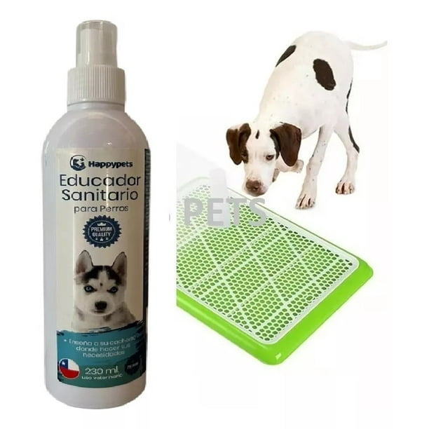 Cam Inženiring Porque Mi Cachorro Se Orina En Su Cama Cam