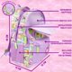 thumbnail image 2 of Mochila Get Trend 46 cm Minecraft para Niñas, 2 of 6