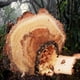 thumbnail image 3 of Hojas de dientes afilados Herramientas de sierra compactas de mano Equipo de supervivencia para acampar Mochila senderismo Caza Corte de árboles Trabajo de jardín de supervivencia al aire li, 3 of 3