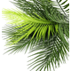 thumbnail image 2 of Rama palma tropical hojas decoración verde, 2 of 3