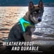 thumbnail image 5 of Arnés para perros Noxgear LightHound iluminado por USB recargable, 5 of 9