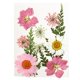thumbnail image 4 of Flores Secas Prensadas Hojas Reales Para Joyería DIY Artesanía De Resina Rosa, 4 of 5