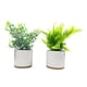 thumbnail image 1 of Planta articial ficus variegado, producto surtido 1 un, 1 of 6