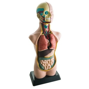 Seigard - Modelo De Anatomía Humana