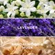 thumbnail image 2 of Aceite para difusor SCENTHORIZON Lavanda LR13 150 ml, 2 of 8