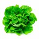 thumbnail image 1 of Lechuga Orgánico Bolsa, 1 Un, 1 of 1