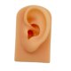 thumbnail image 3 of Modelo De Oreja Suave De Silicona Herramienta De Ense?anza Apoyos De Pantalla Piel, 3 of 5