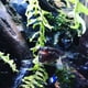 thumbnail image 5 of Acondicionador Seachem Prime para Agua Dulce y Salada 3,78 L, 5 of 7