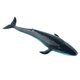 thumbnail image 5 of Ballena Realista Modelo Animal Educación Figura Suave Juguete Para Ni?os Ballena Azul, 5 of 5