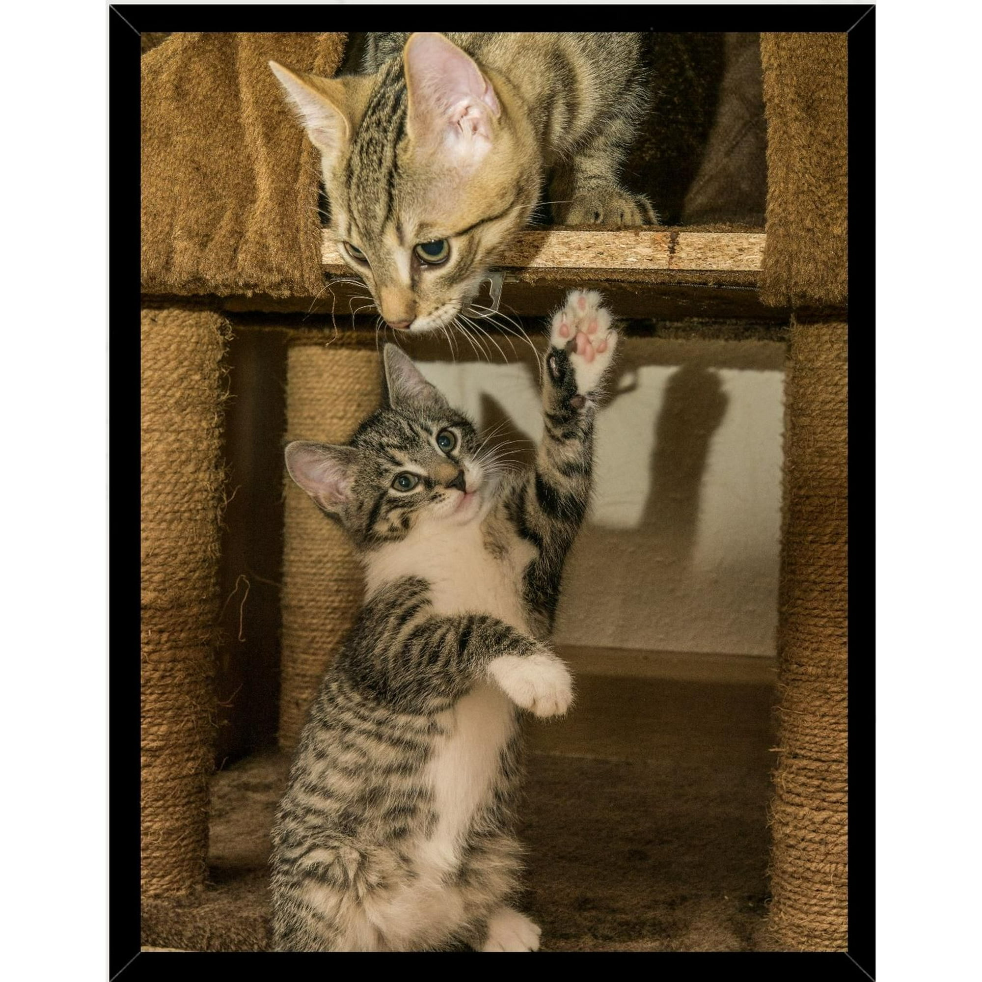 Genérico - Cuadro Decorativo Gatos Juguetones Medidas 30x40 Cm