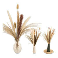 Genérico - Pampas Secas 65 Uds Plantas Decorativas