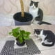 thumbnail image 5 of Almohadilla antiespinas para gatos, de plástico, para mascotas, para jardinería, repelente para gatos y perros, 5 of 6