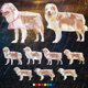 thumbnail image 2 of Xiao Hua Impermeable, a Prueba de Viento, Impermeable con Capucha para Perro Adecuado para Perros Pequeños, Medianos y Grandes, Impermeable Transparente de Plástico a la Moda para Mascota, Tamaño, 2 of 4