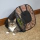 thumbnail image 4 of Transportadora para gatos SportPet Designs con patrón de 51 cm, 4 of 8