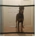 thumbnail image 2 of Puerta Magica Para Mascotas Seguridad Plegable Separador, 2 of 2