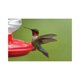 thumbnail image 3 of Comedero para colibríes FIRST NATURE 3090 de 946 ml, 3 of 7