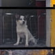thumbnail image 2 of Valla para perros, valla para puerta de niños, red de aislamiento para perros, valla de protección para gatos y perros, suministros para mascotas sin perforaciones, 2 of 5