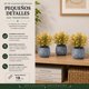 thumbnail image 3 of Set 3 Plantas Artificiales Flores Velo de Novia Decoracion amarillo, 3 of 6