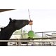 thumbnail image 3 of Combo Juguete para Establo de Caballos Horsemen's Pride con Aroma a Manzana, 3 of 4