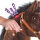 thumbnail image 3 of Ride on Horse PonyCycle Giddy up Spirit para niños de 4 a 8 años, 3 of 9