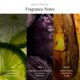 thumbnail image 4 of Perfume AllSaints Naked Woods 100 ml Eau de Parfum, 4 of 7