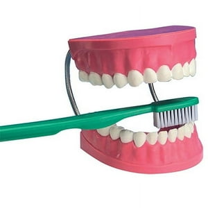 Eduscience - Modelo De Dentadura Con Cepillo