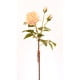 thumbnail image 1 of Rosa Crema 59 Cm, 1 of 1