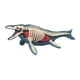 thumbnail image 4 of Modelo De Cuerpo Animal Para El Aprendizaje, Material Didáctico Para Niños Que Estudian En Casa (3106), 4 of 5