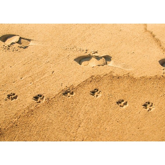Tarjeta de simpatía Glory To Dog - Huella de perro en arena