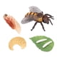 thumbnail image 4 of Modelo De Ciclo De Vida De Animales Realistas Ciclo De Crecimiento De Juguete Juguetes Para Ni?os Abeja, 4 of 5