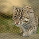 thumbnail image 1 of Valla De Malla Anticaída Cat Netting Para Balcón Transparente, 1 of 9